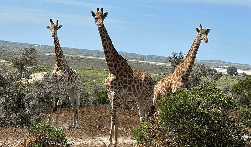 The reserve is home to Giraffe, Zebra, Wildebeest, Eland, Kudu, Waterbuck, Hartebeest, Springbok, Steenbok, Duiker, and Ostrich – along with a wide variety of birdlife.  