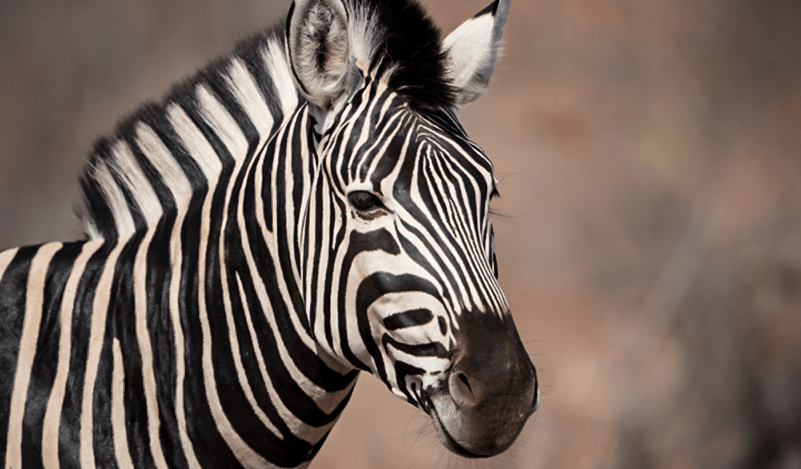 The reserve is home to Giraffe, Zebra, Wildebeest, Eland, Kudu, Waterbuck, Hartebeest, Springbok, Steenbok, Duiker, and Ostrich – along with a wide variety of birdlife.  