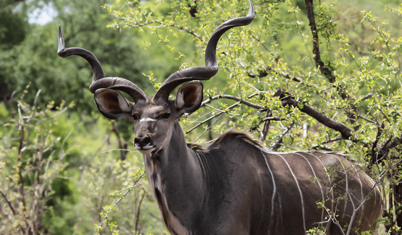 The reserve is home to Giraffe, Zebra, Wildebeest, Eland, Kudu, Waterbuck, Hartebeest, Springbok, Steenbok, Duiker, and Ostrich – along with a wide variety of birdlife.  
