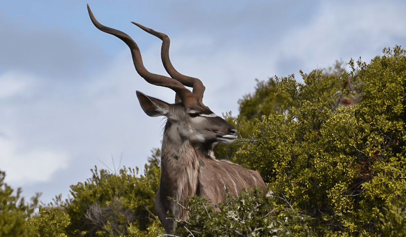 The reserve is home to Giraffe, Zebra, Wildebeest, Eland, Kudu, Waterbuck, Hartebeest, Springbok, Steenbok, Duiker, and Ostrich – along with a wide variety of birdlife.  