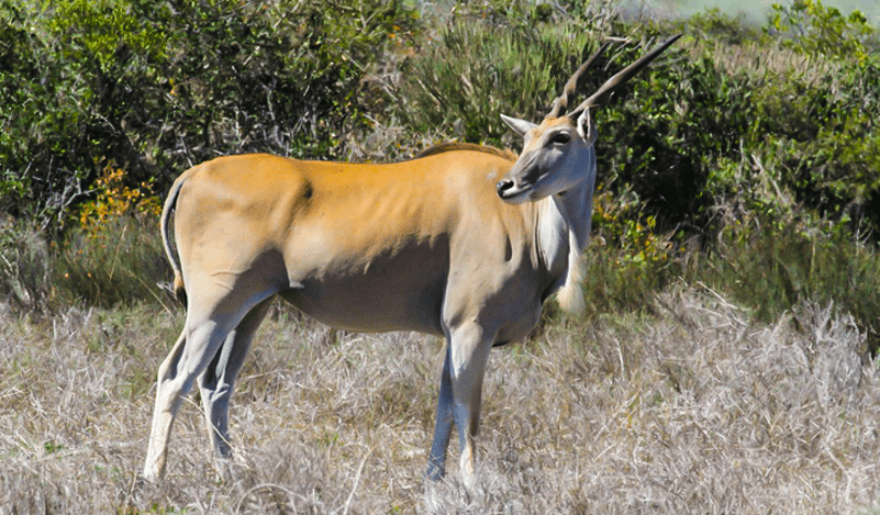 The reserve is home to Giraffe, Zebra, Wildebeest, Eland, Kudu, Waterbuck, Hartebeest, Springbok, Steenbok, Duiker, and Ostrich – along with a wide variety of birdlife.  