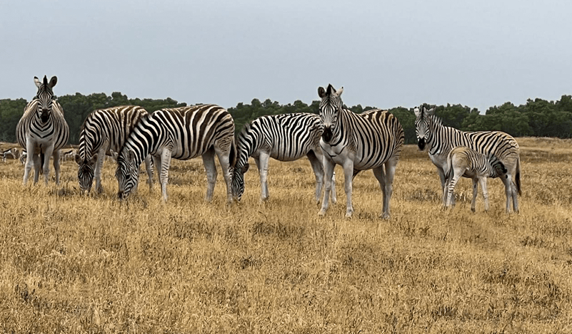 The reserve is home to Giraffe, Zebra, Wildebeest, Eland, Kudu, Waterbuck, Hartebeest, Springbok, Steenbok, Duiker, and Ostrich – along with a wide variety of birdlife.  