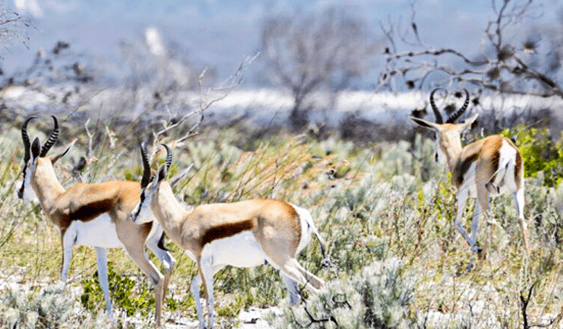 The reserve is home to Giraffe, Zebra, Wildebeest, Eland, Kudu, Waterbuck, Hartebeest, Springbok, Steenbok, Duiker, and Ostrich – along with a wide variety of birdlife.  