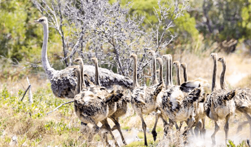 The reserve is home to Giraffe, Zebra, Wildebeest, Eland, Kudu, Waterbuck, Hartebeest, Springbok, Steenbok, Duiker, and Ostrich – along with a wide variety of birdlife.  