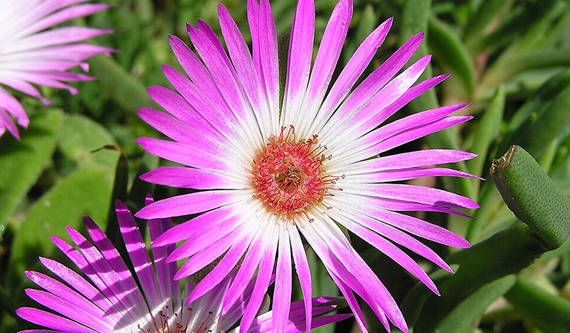 West-Coast-Wildflowers_0000