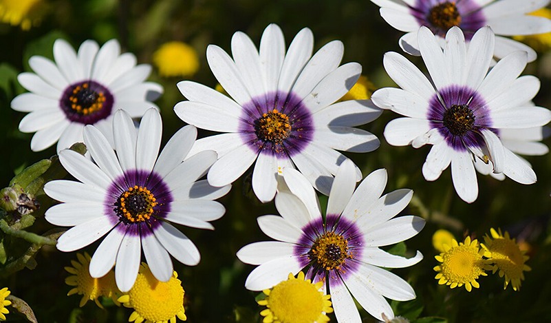 West-Coast-Wildflowers_0001