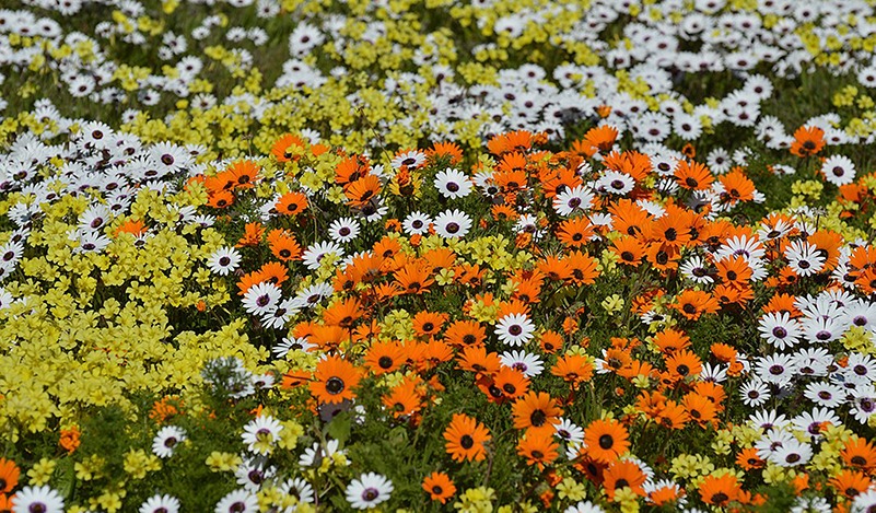 West-Coast-Wildflowers_0002