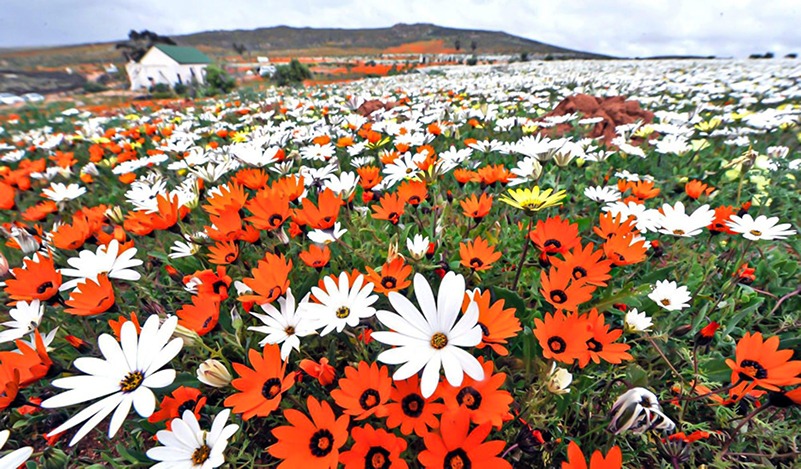 West-Coast-Wildflowers_0004